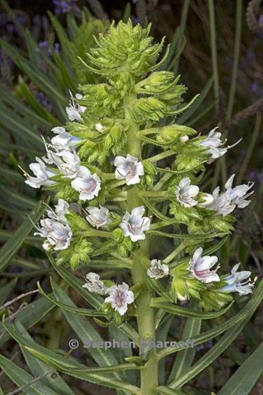 echium decaisnei 1 graphic